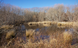 Wompesket - Red Maple Swamp - Behind Suzy Trees