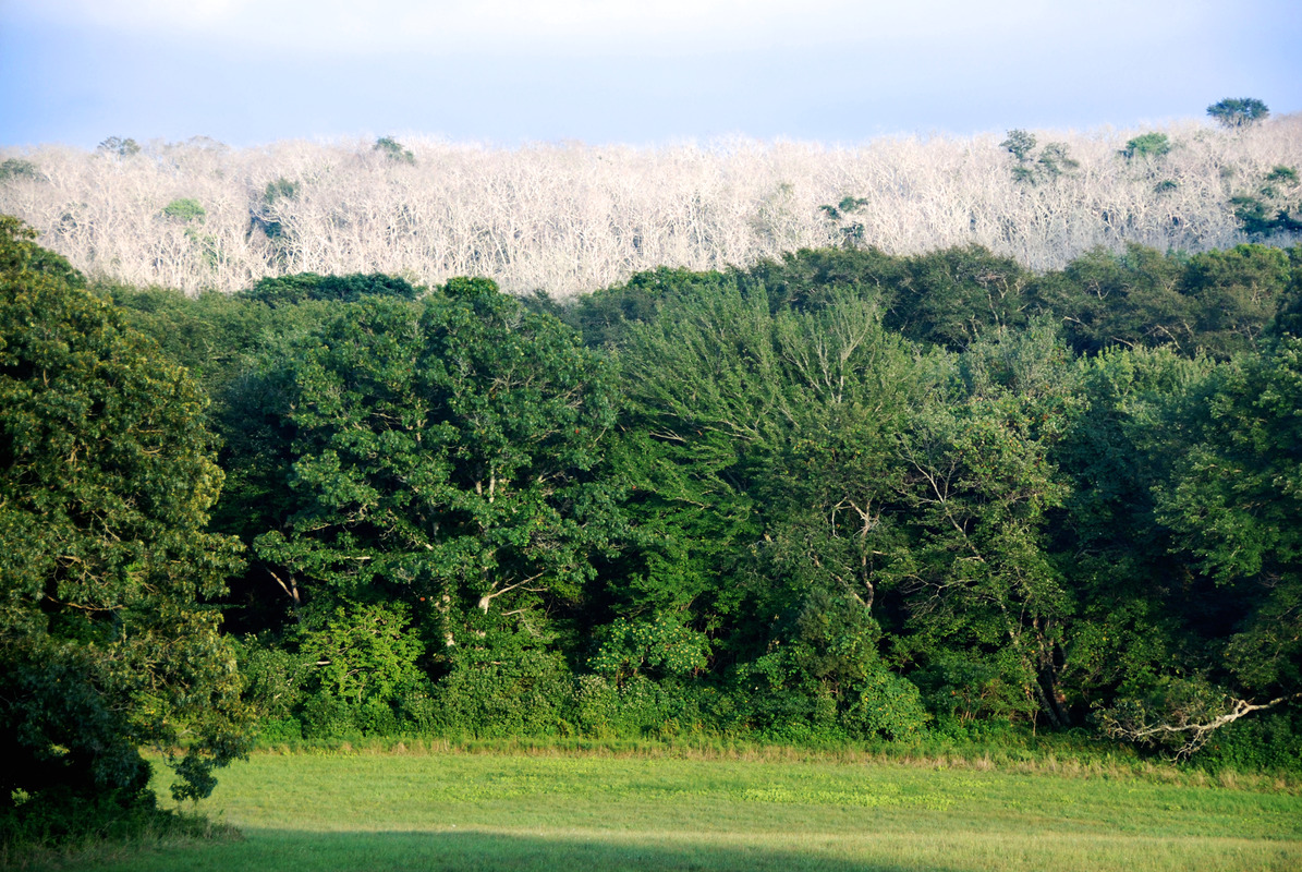 Woods Preserve - From North Road - Moraine View from West