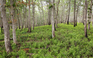 Stoney Hill Area - Burned Oak Forest