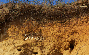 Lucy Vincent Beach - Shell Midden Below Bluff