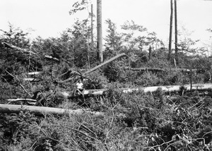 Pisgah Hurricane Damage 1942