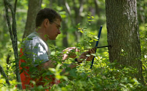 Tree coring Brookside Ridge