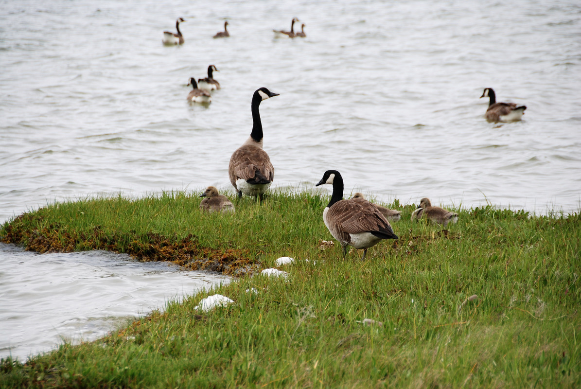 Geese - Felix Neck