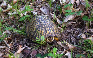 Great Rock Bight - Box Turtle