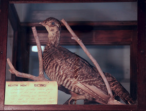 Wildlife - Heath Hen