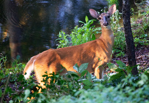 Wildlife - Deer - Buttonwood Farm Pond