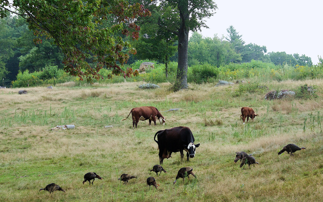 Harvard Farm - Cows & Turkeys