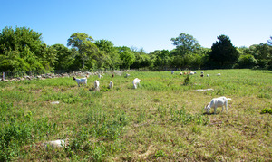 Fulling Mill Brook - Goats