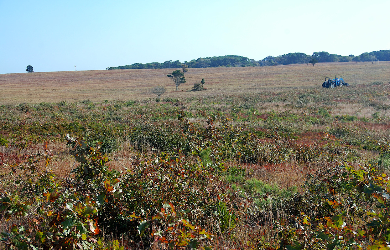 Wasque Mowing