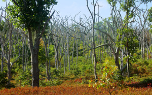 Woods Preserve - Dead Oaks