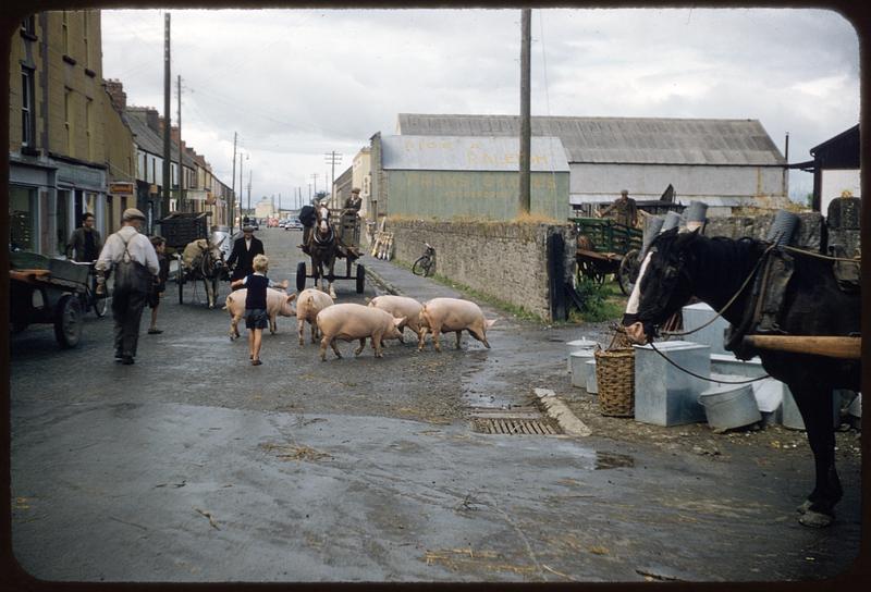 Pigs at Castleisland