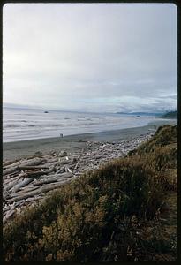 View of shrubs and driftwood along beach