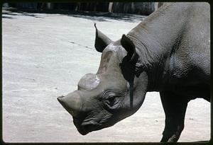 Rhinoceros head and shoulders, San Francisco Zoo