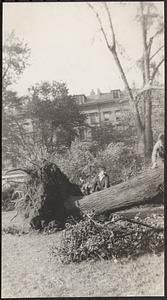 Uprooted trees at Blackstone Park, S. End, morning after hurricane, W. Newton and Wash. Sts.