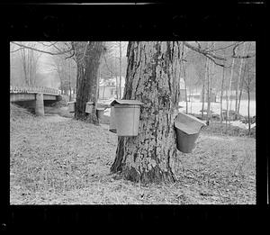 Sap buckets on maple trees, Boston