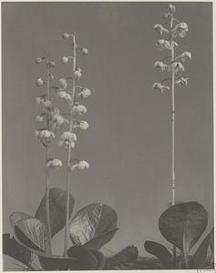 95. Pyrola americana, shin-leaf, wintergreen