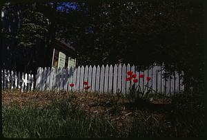 Red flowers blooming in front of a white fence