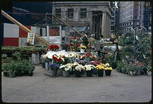 Flower market, Boston, Ma.