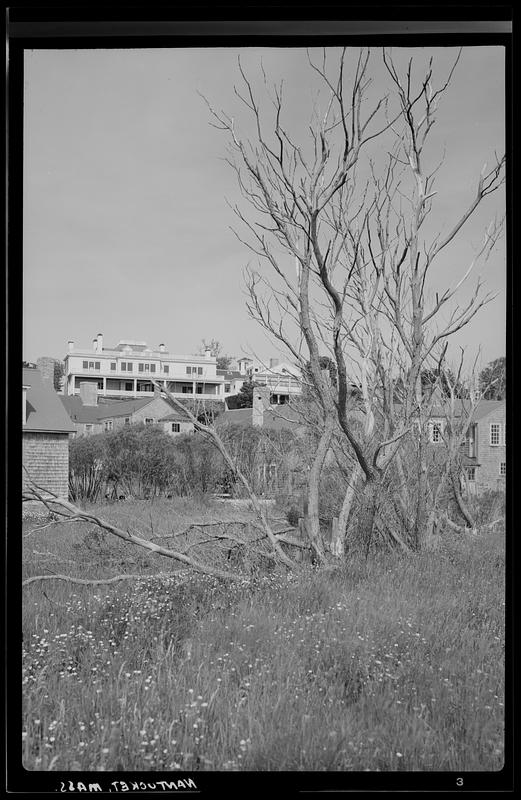 Hillside scene, Nantucket