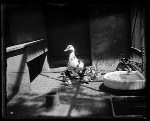 Duck and ducklings