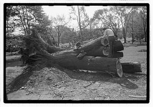 Tree removal