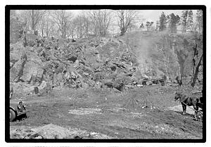 Tree stumps in a pile