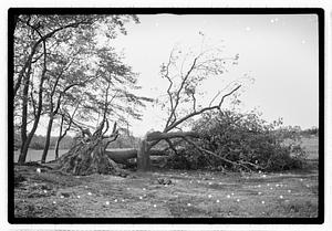 Uprooted and downed trees by body of water