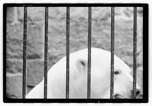Bears at zoo
