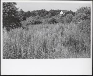 Inland wetland, West Roxbury