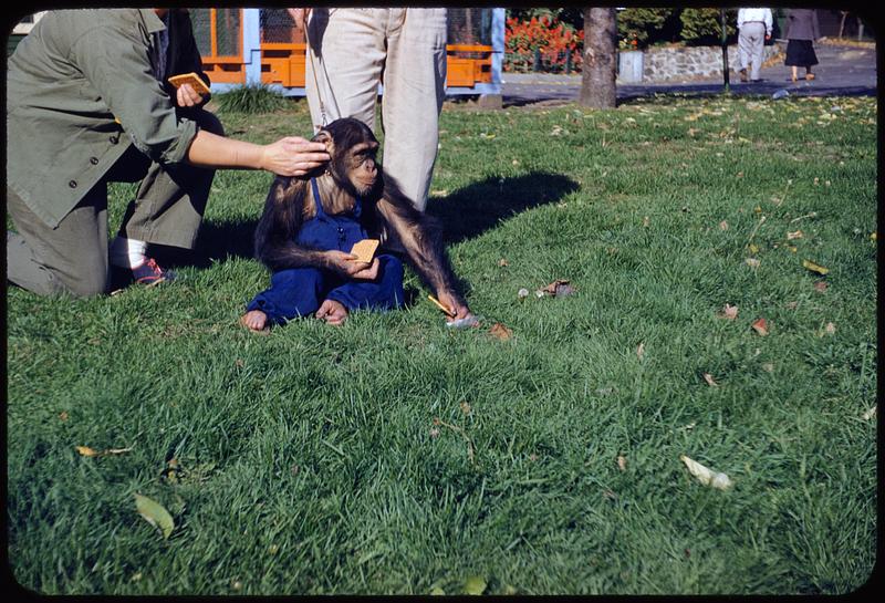 Chimp, Middlesex Zoo