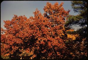 Oak tree, Powder House Park