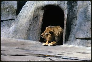 Lion under opening on rock wall