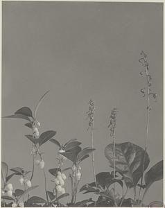 97. Gaultheria procumbens, Pyrola secunda and P. americana, checkerberry, wintergreen, fruit of shin-leaf