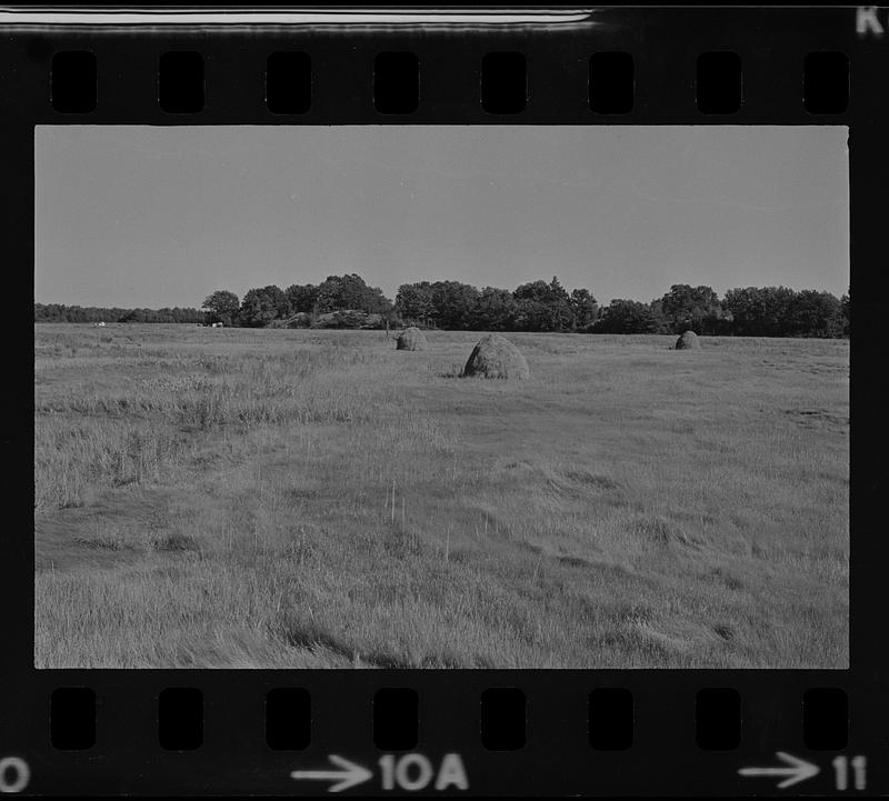 Salt hay stacks Newbury