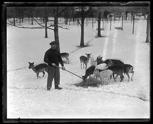 A man standing in snow, feeding a herd of deer