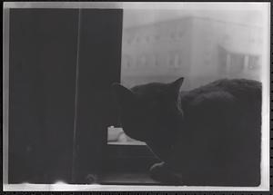 Cat on a windowsill