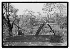 Damaged trees