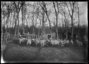 Sheep - (building?) - grove of trees