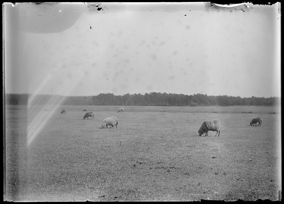 Sheep - 6 or 7, woods in distance