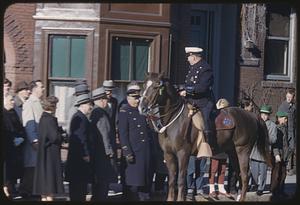 Police horse, parade, South Boston
