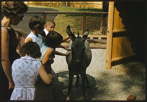 Children petting donkey