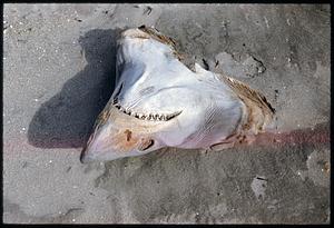 Shark carcass