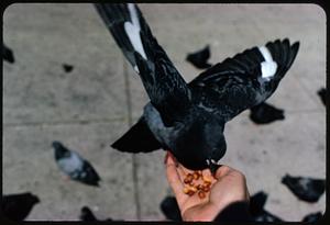 Pigeon eating from person's hand, with other birds on ground, Boston Common
