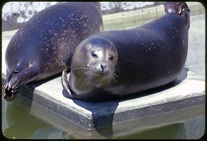 Seals at New England Aquarium