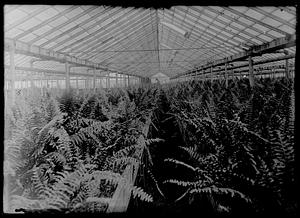 Ferns in greenhouse