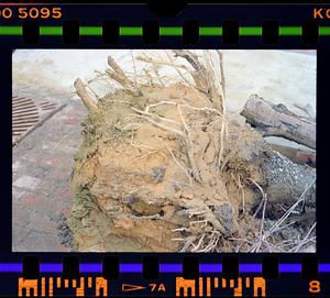 Uprooted tree on sidewalk