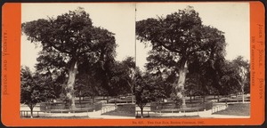 The Old Elm, Boston Common, 1867