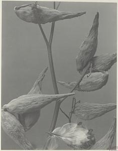 241. Asclepias syriaca, fruit of milkweed