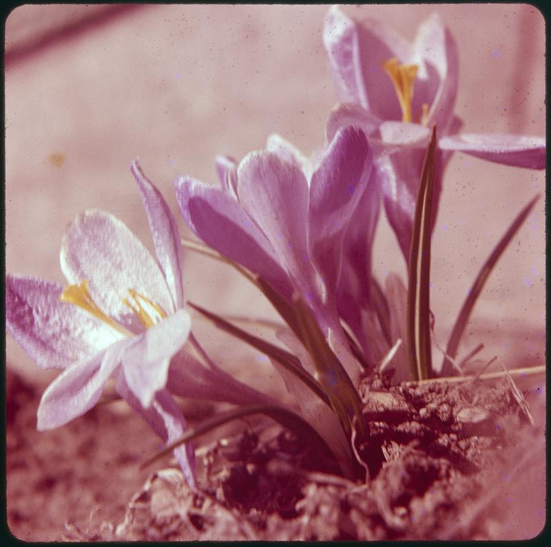 Crocuses