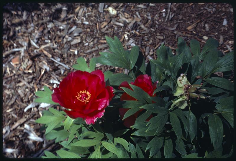 Peony garden, Arbor.